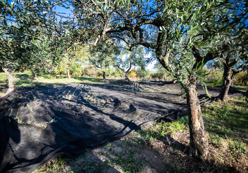 corporate olive grove